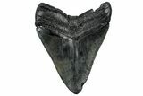 Fossil Megalodon Tooth - South Carolina #325771-2